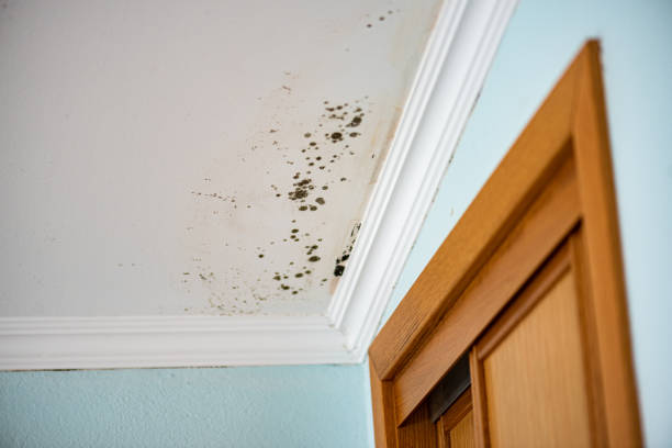 Best Mold Cleaning Services  in USA